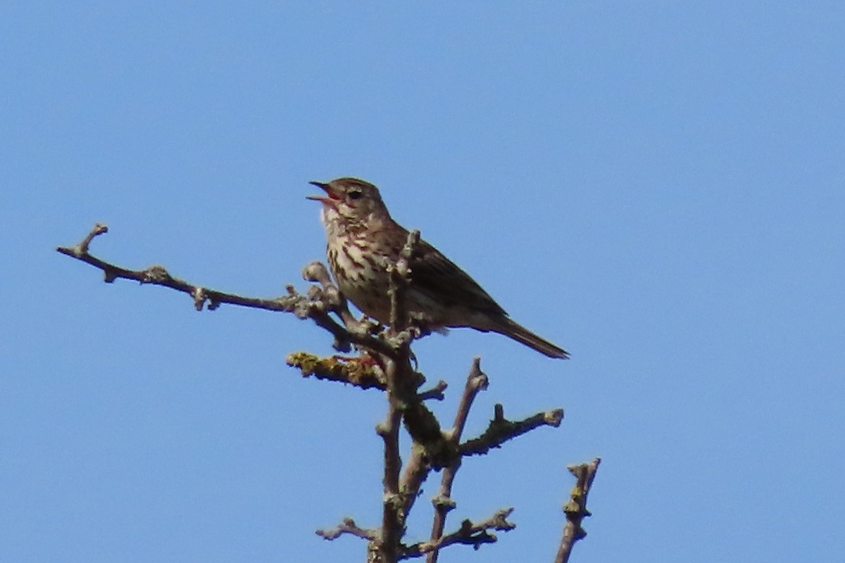 Tree Pipit - ML637451234