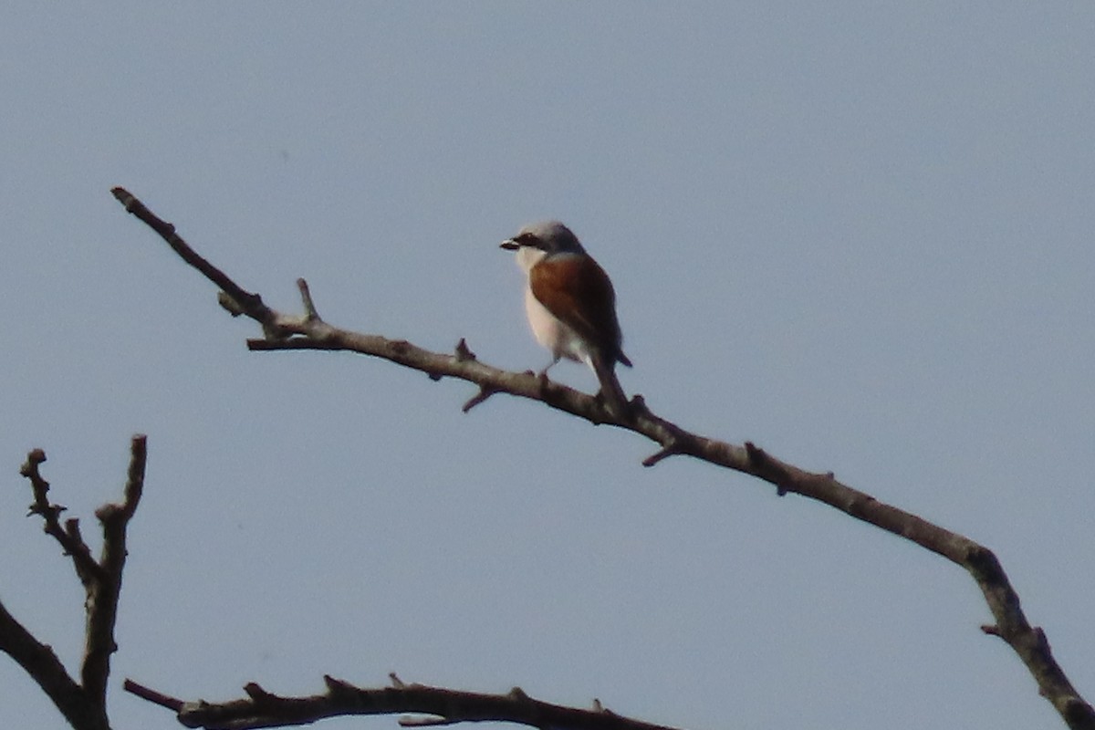 Red-backed Shrike - ML637451240