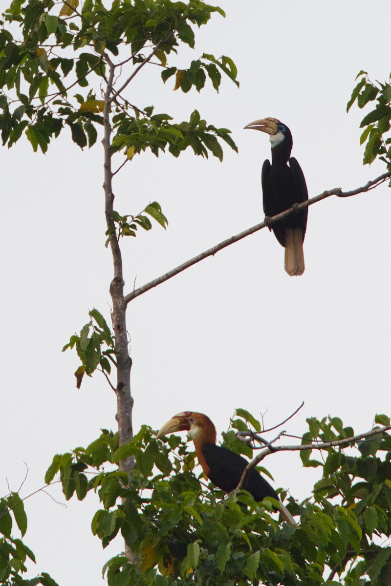 Blyth's Hornbill - ML637451341