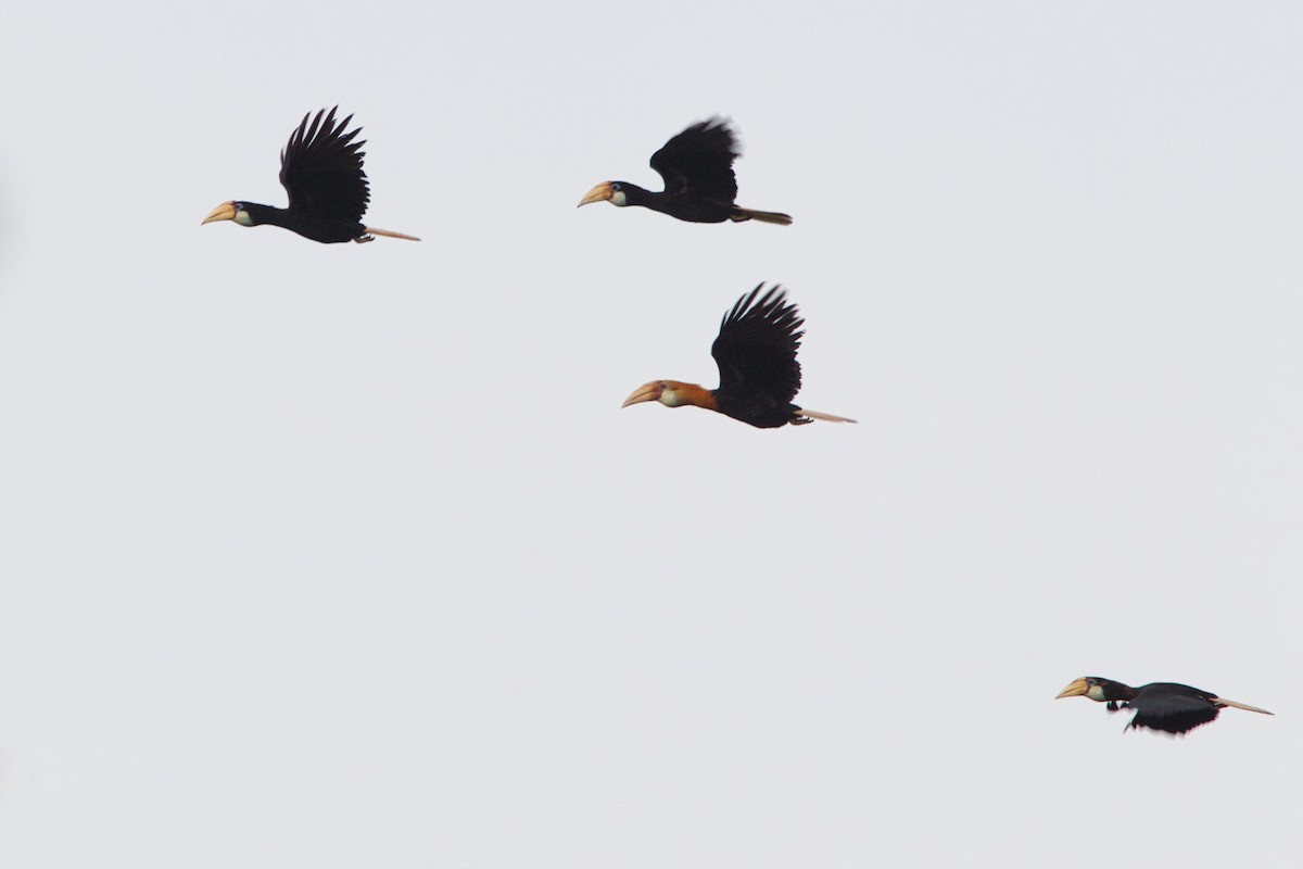 Blyth's Hornbill - ML637451342