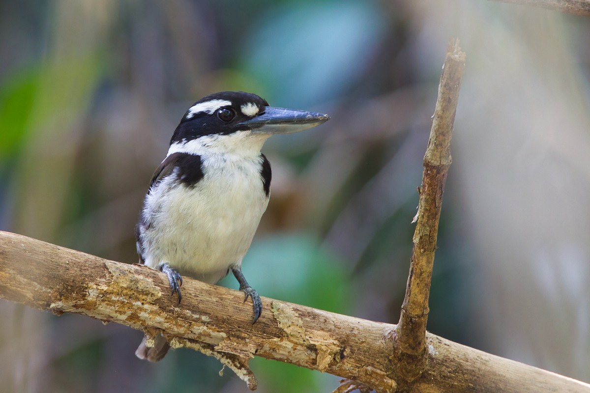 Sombre Kingfisher - ML637451343