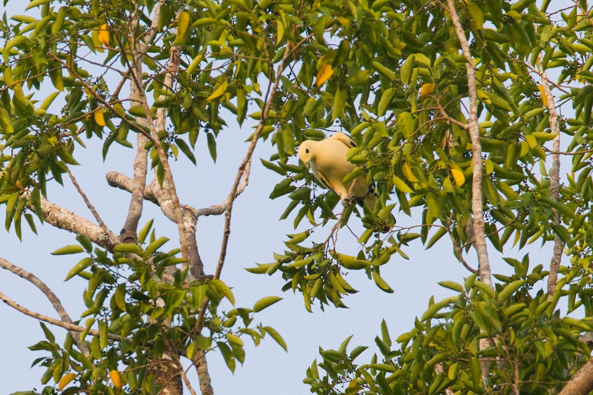 Pied Imperial-Pigeon - ML637451345