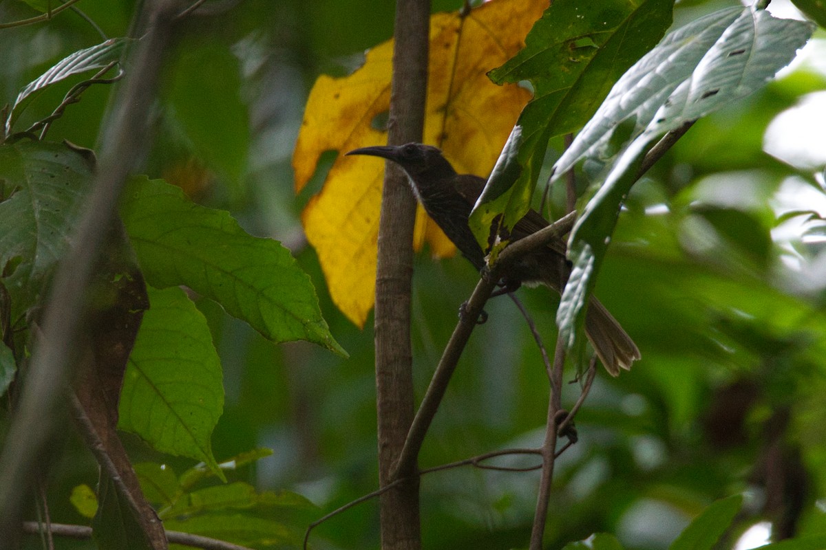 White-streaked Friarbird - ML637451346