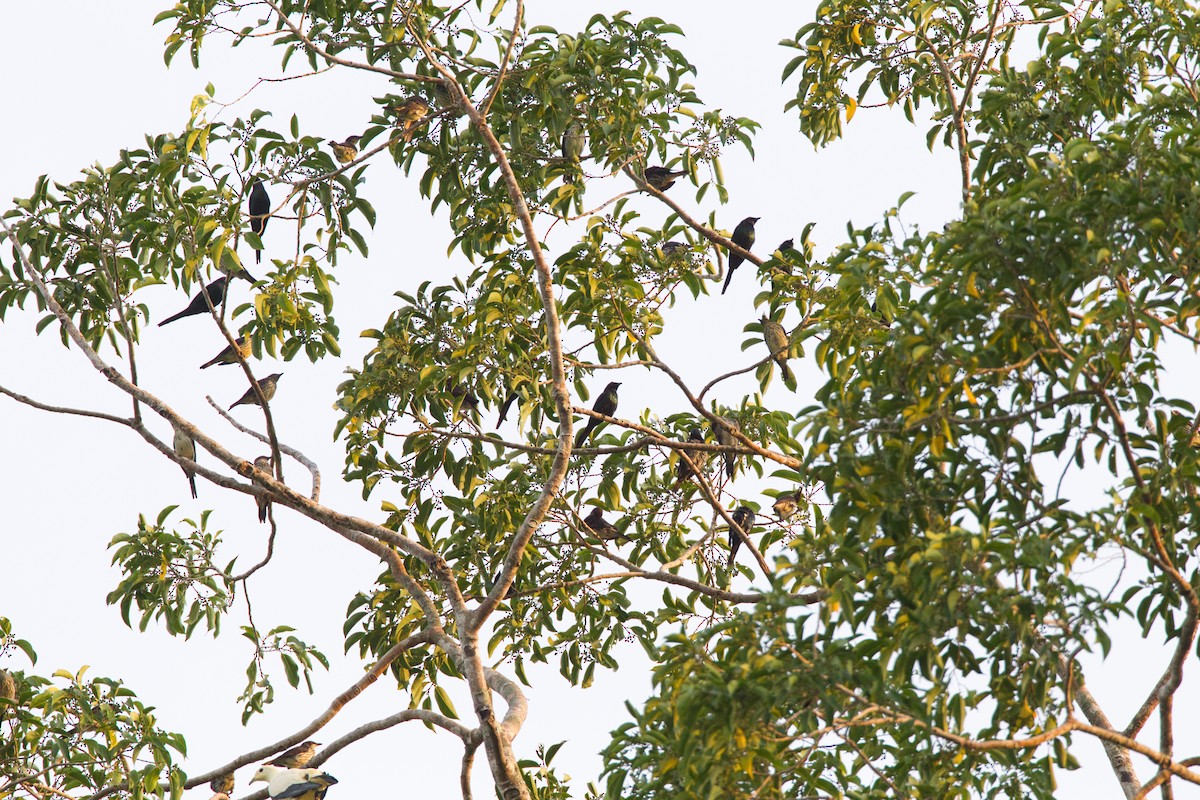 Metallic Starling - ML637451349