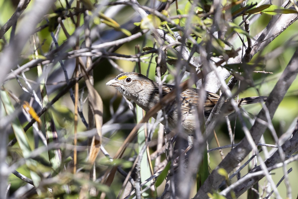 Grassland Sparrow - ML637451362