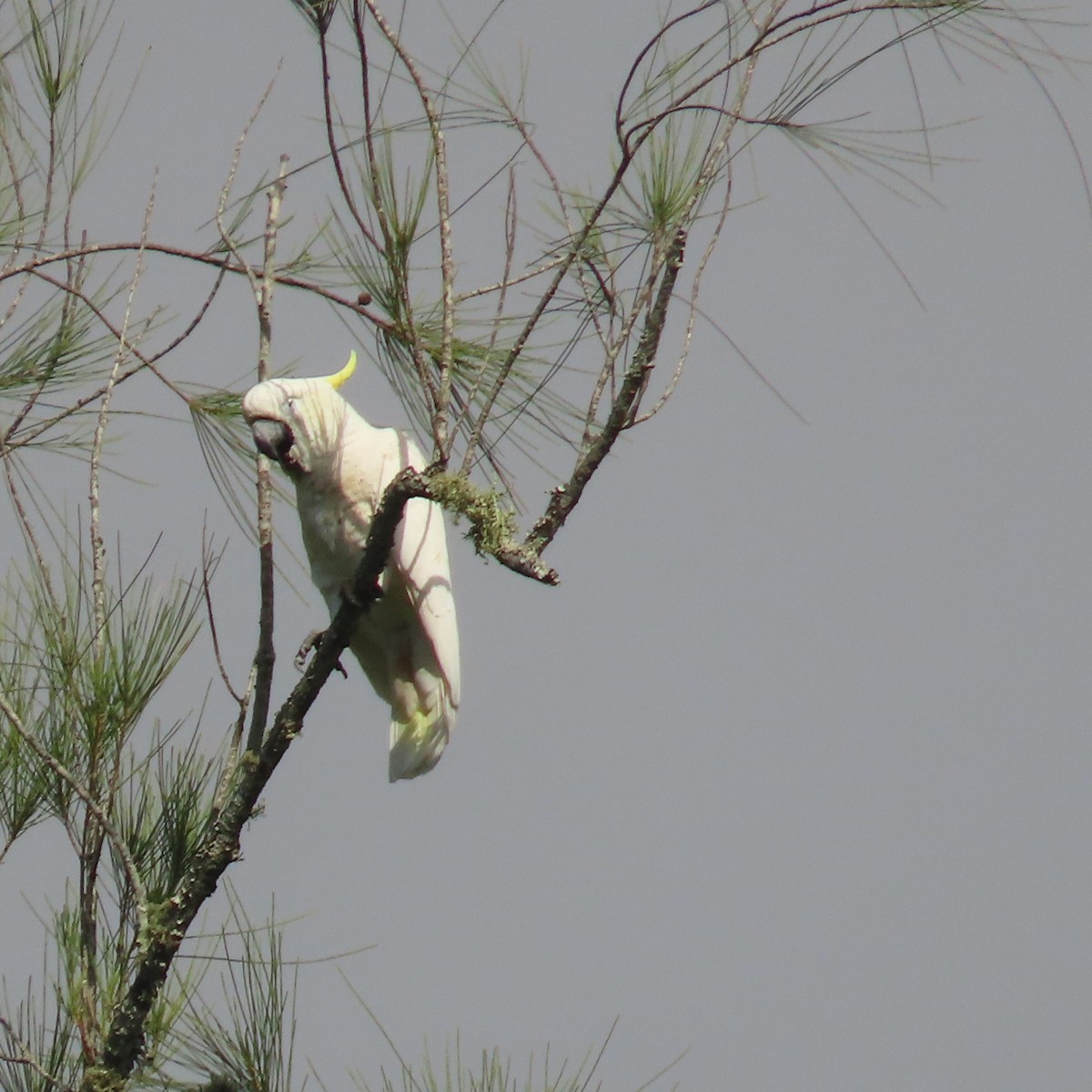 Yellow-crested Cockatoo - ML637451368