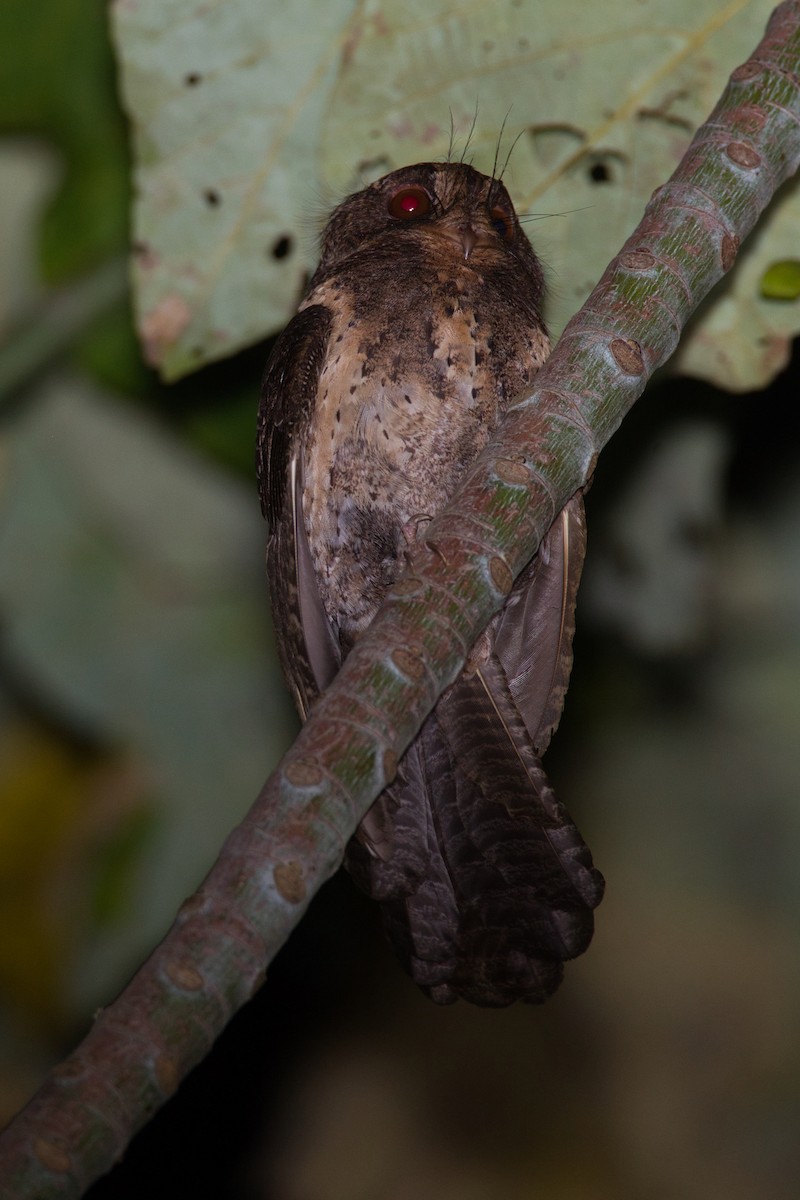 Moluccan Owlet-nightjar - ML637451378