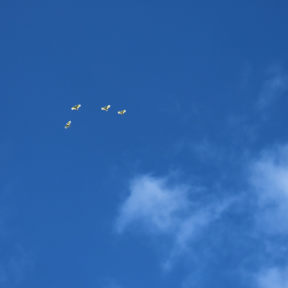 Yellow-crested Cockatoo - ML637451380