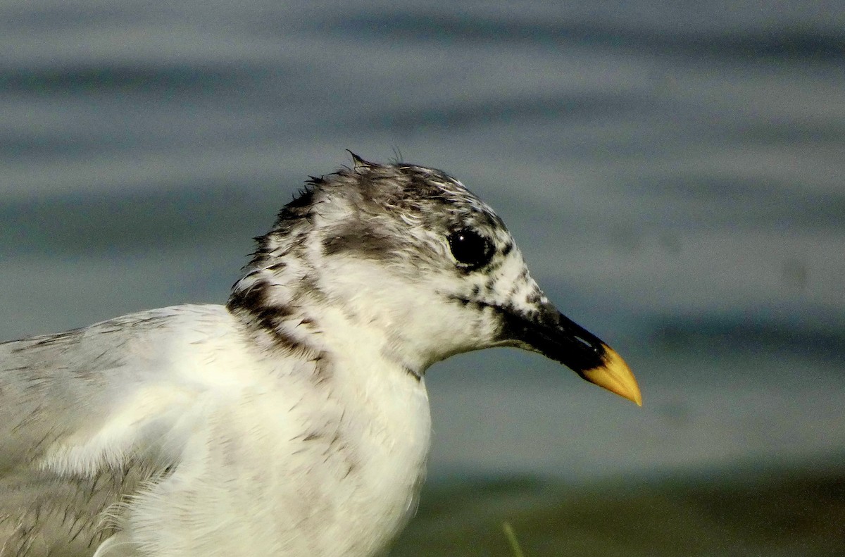 Gaviota de Sabine - ML637451385