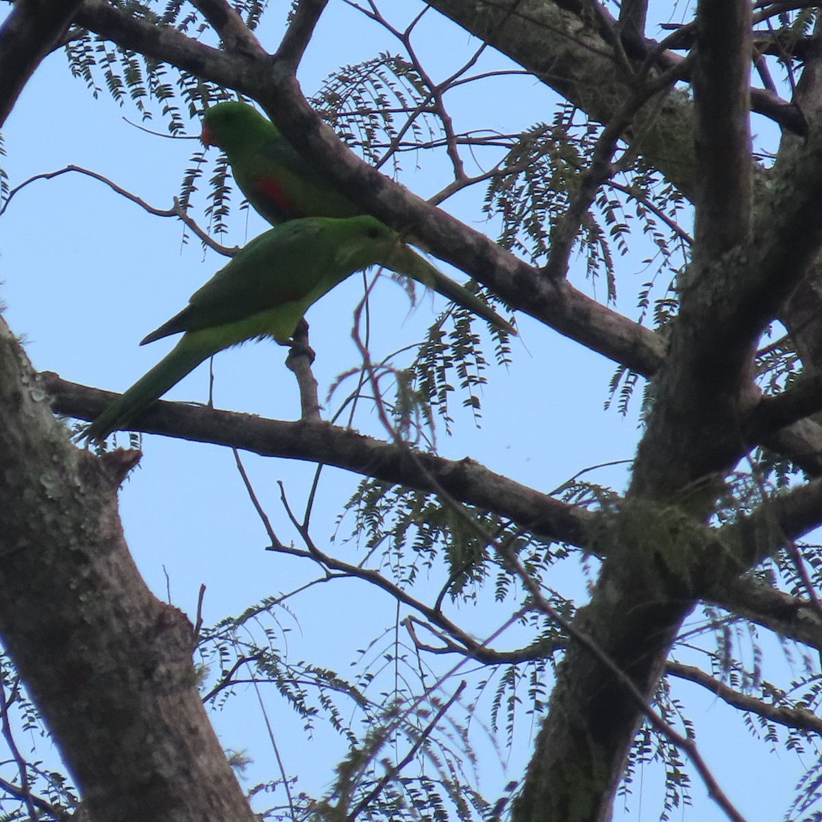 Olive-shouldered Parrot - ML637451393