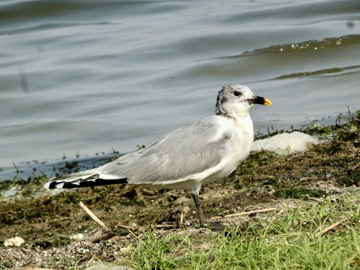Gaviota de Sabine - ML637451398