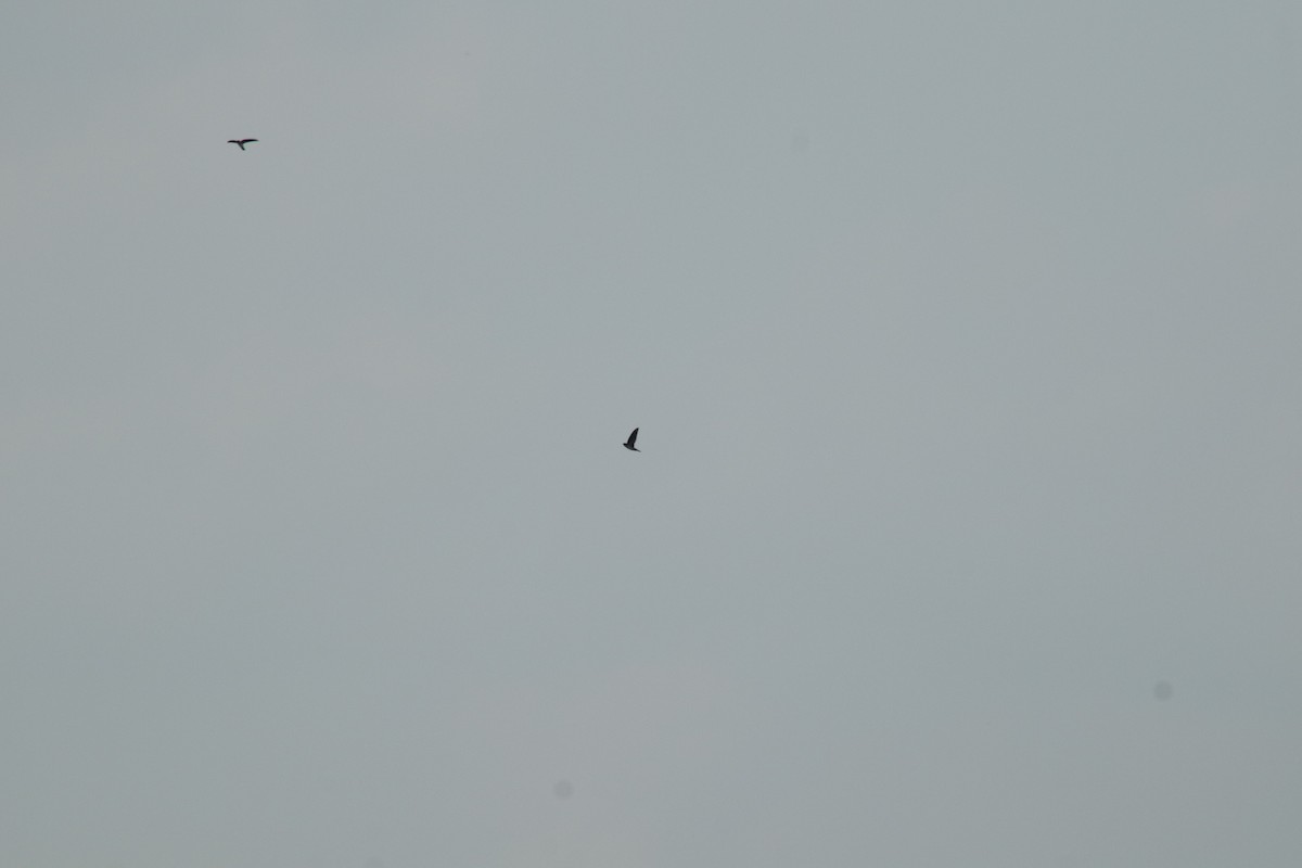 Cave Swiftlet - ML637451399