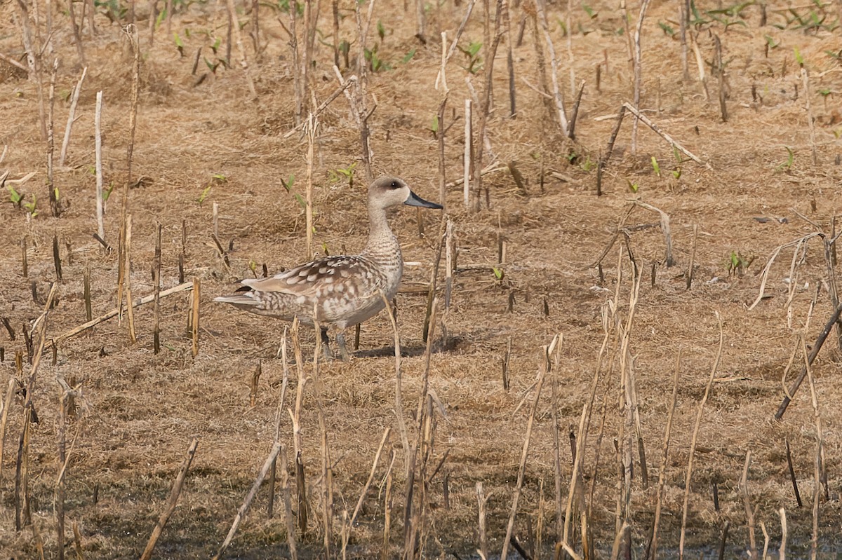 Marbled Duck - ML637451408