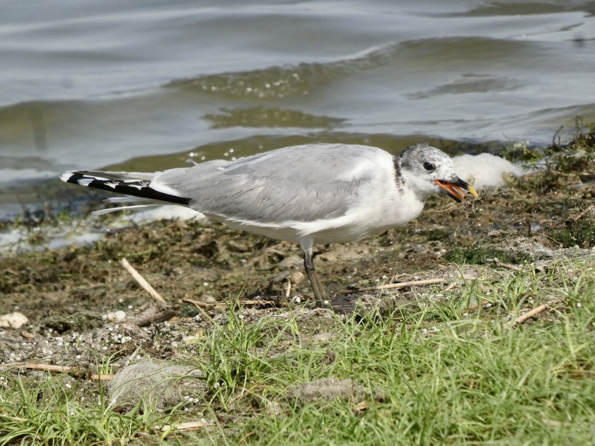 Gaviota de Sabine - ML637451419