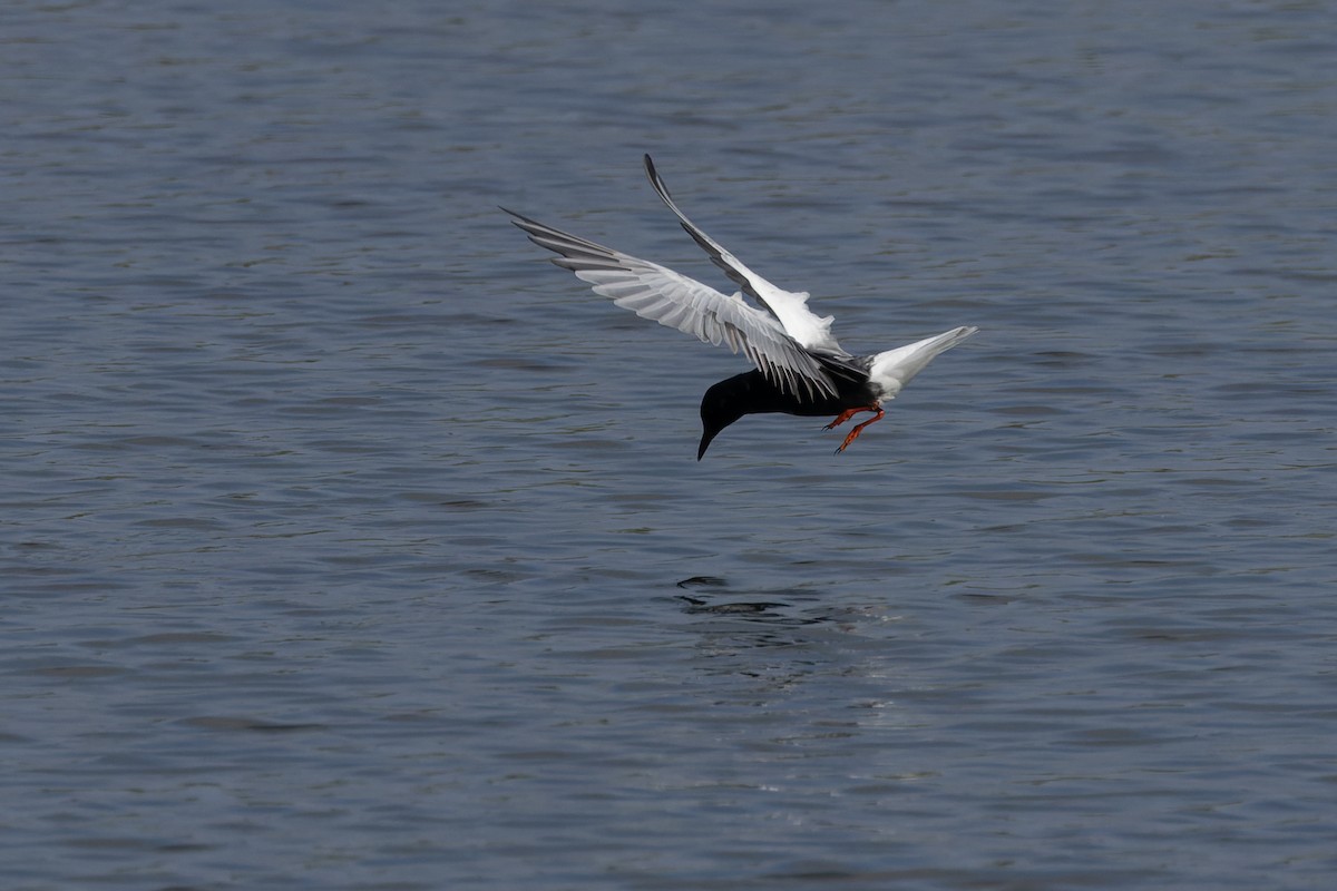 White-winged Tern - ML637451424