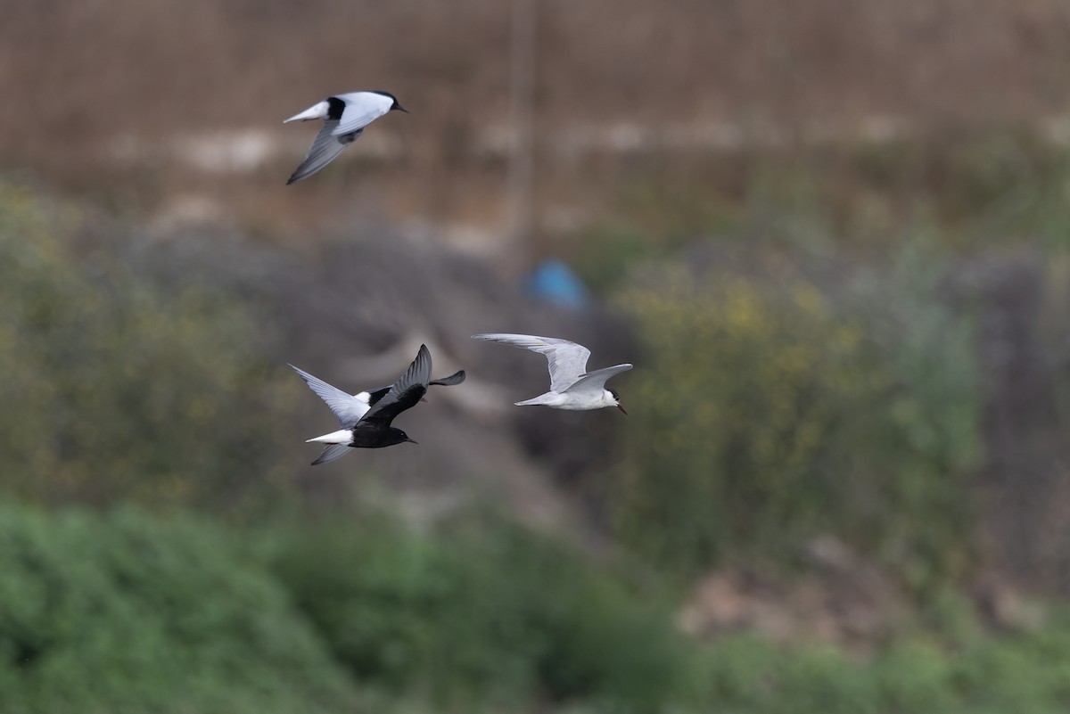White-winged Tern - ML637451425