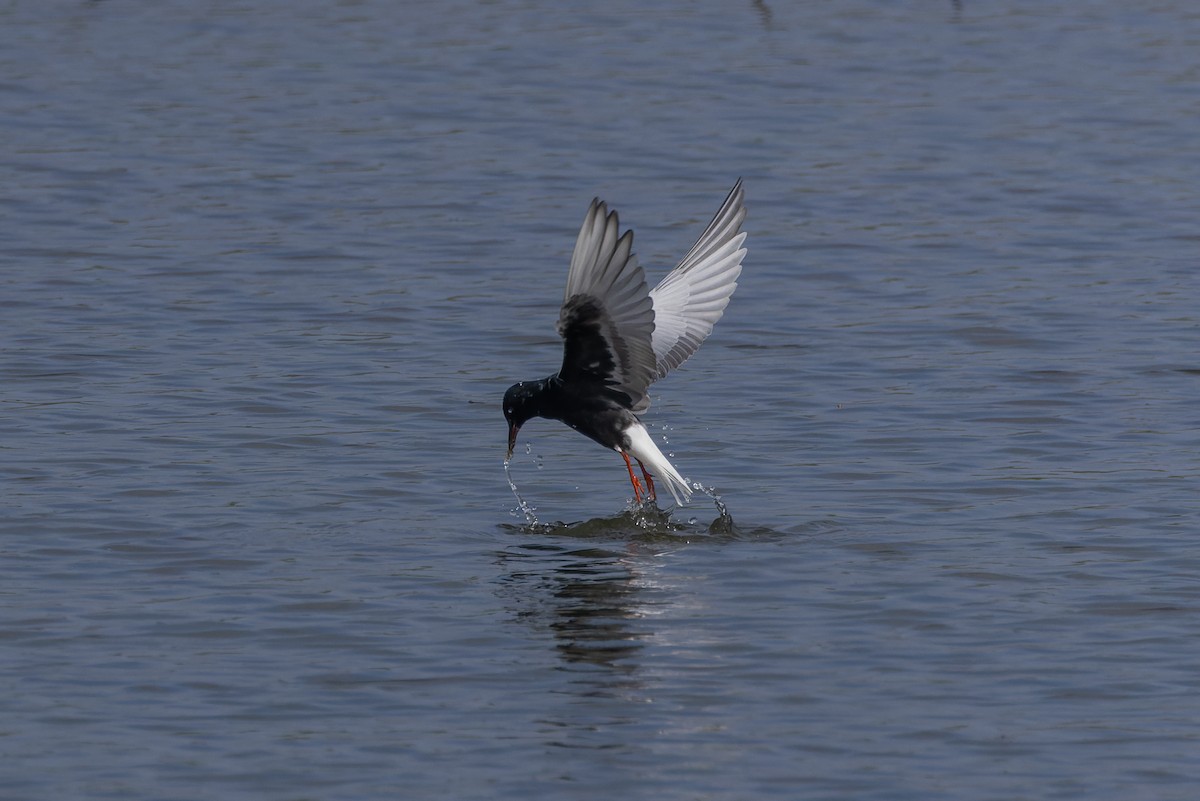 White-winged Tern - ML637451426