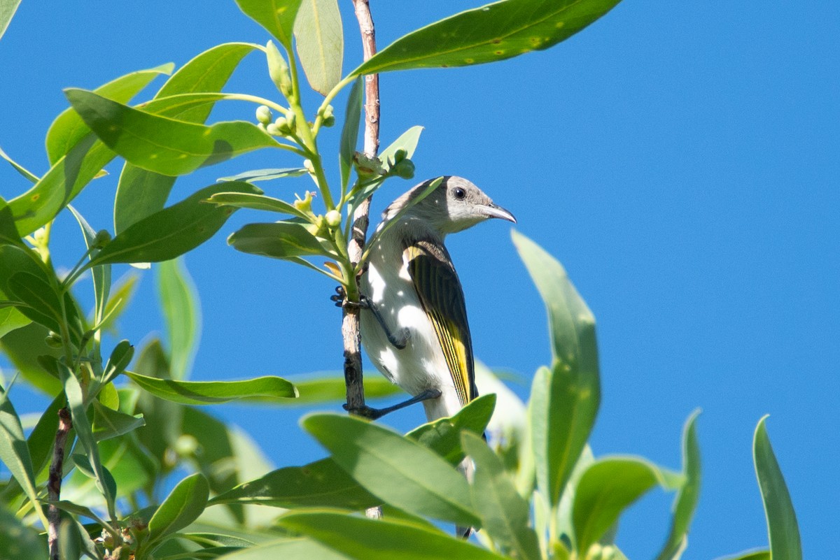 Rufous-throated Honeyeater - ML637451442