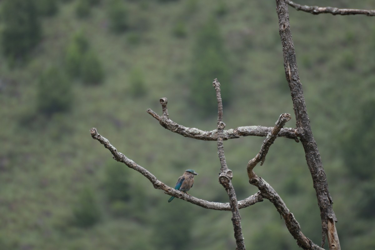 Indian Roller - ML637451518