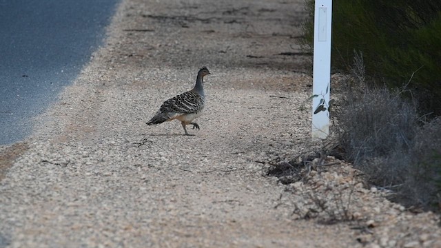 Великоніг строкатий - ML637451532