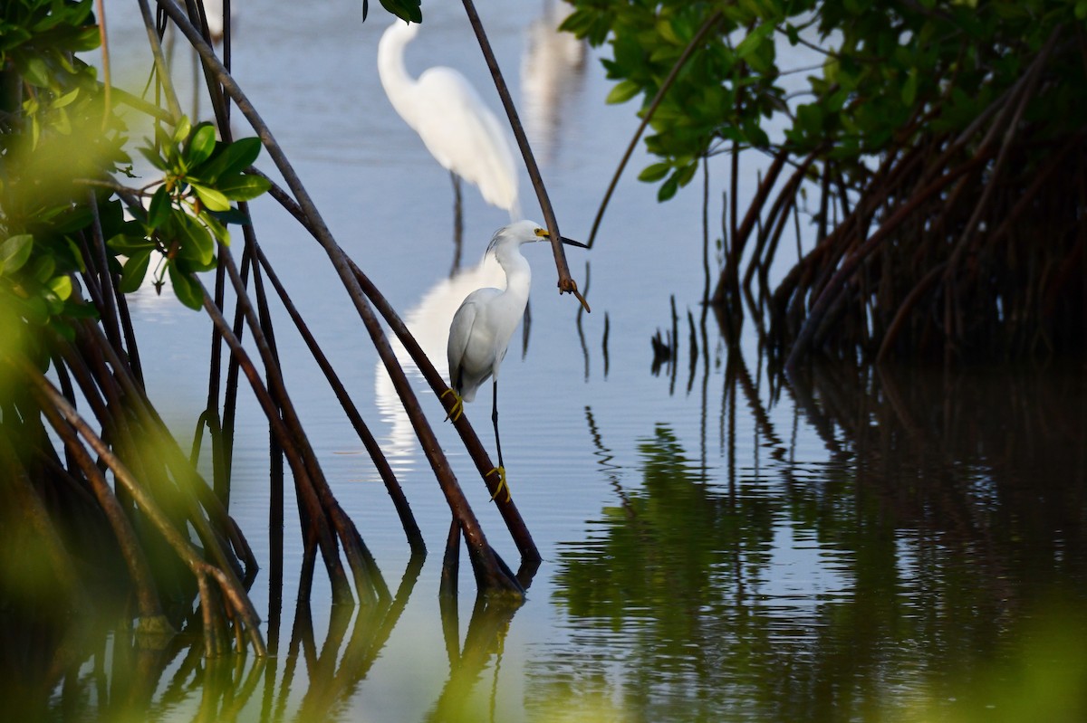 Snowy Egret - ML637451559