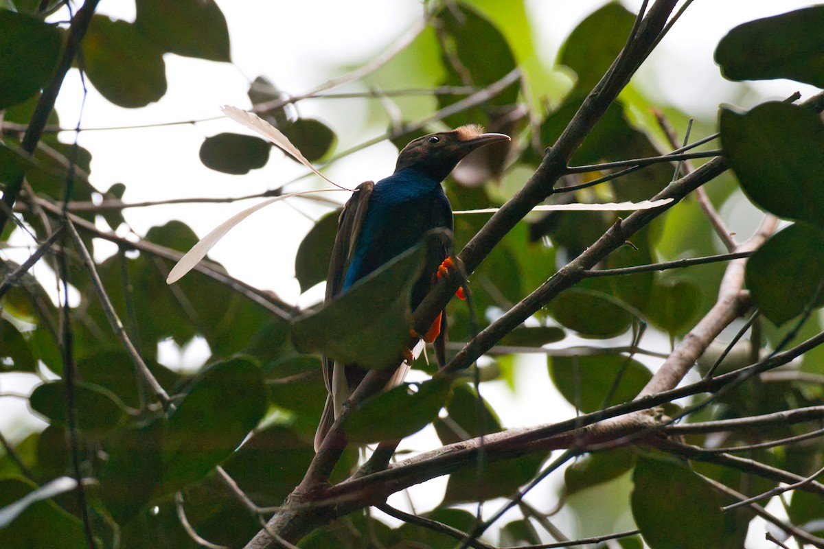 Standardwing Bird-of-Paradise - ML637451620