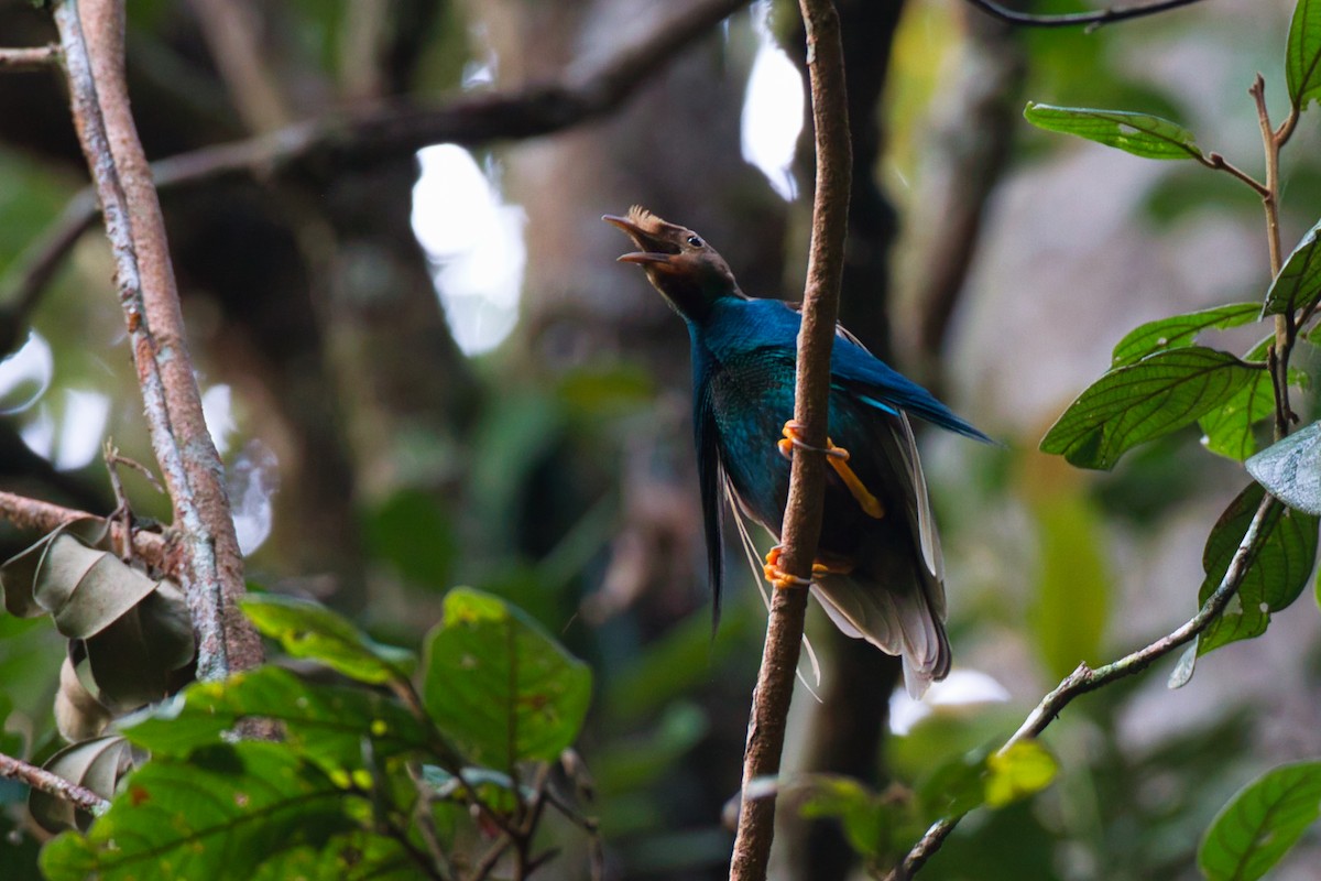 Standardwing Bird-of-Paradise - ML637451622
