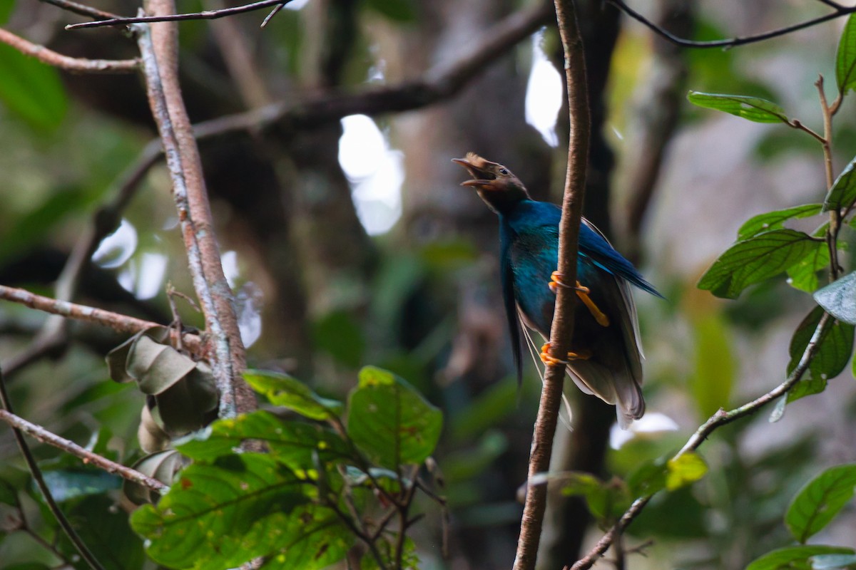 Standardwing Bird-of-Paradise - ML637451623