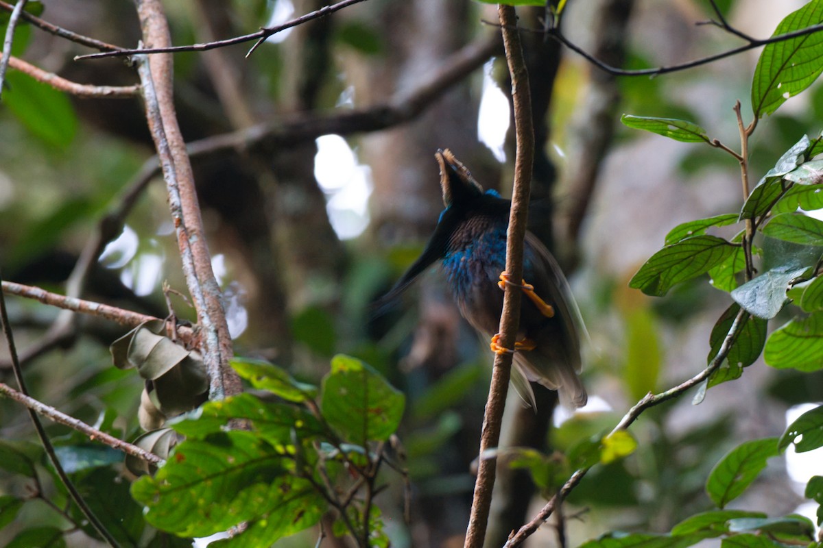 Standardwing Bird-of-Paradise - ML637451624
