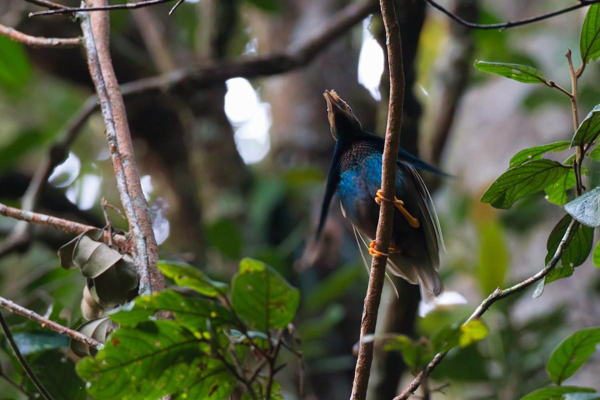 Standardwing Bird-of-Paradise - ML637451625