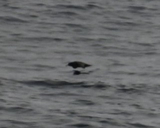 Sooty Shearwater - ML637451630