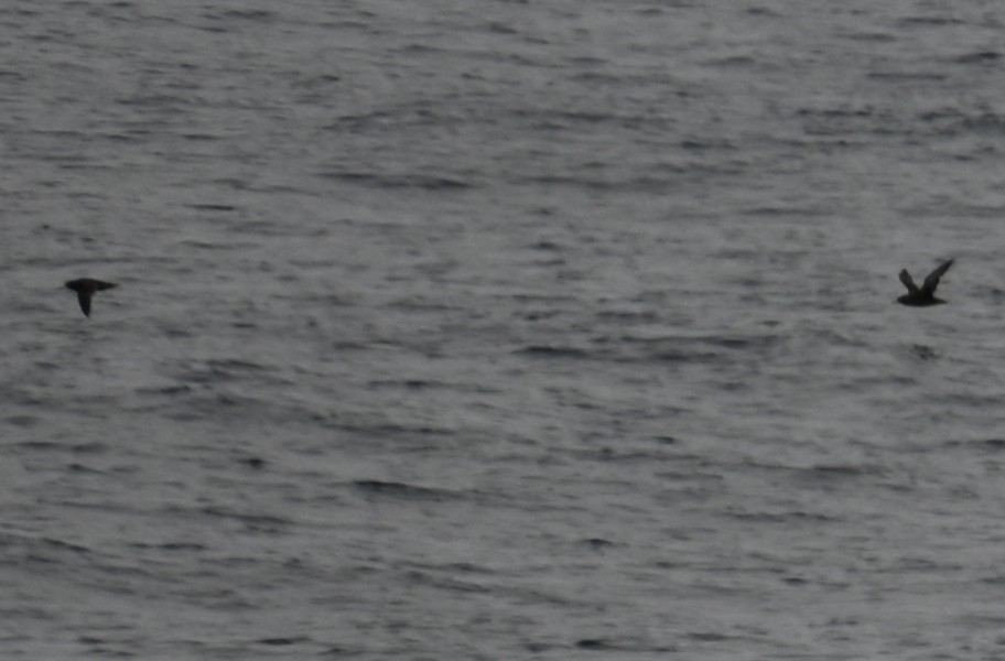 Sooty Shearwater - ML637451631