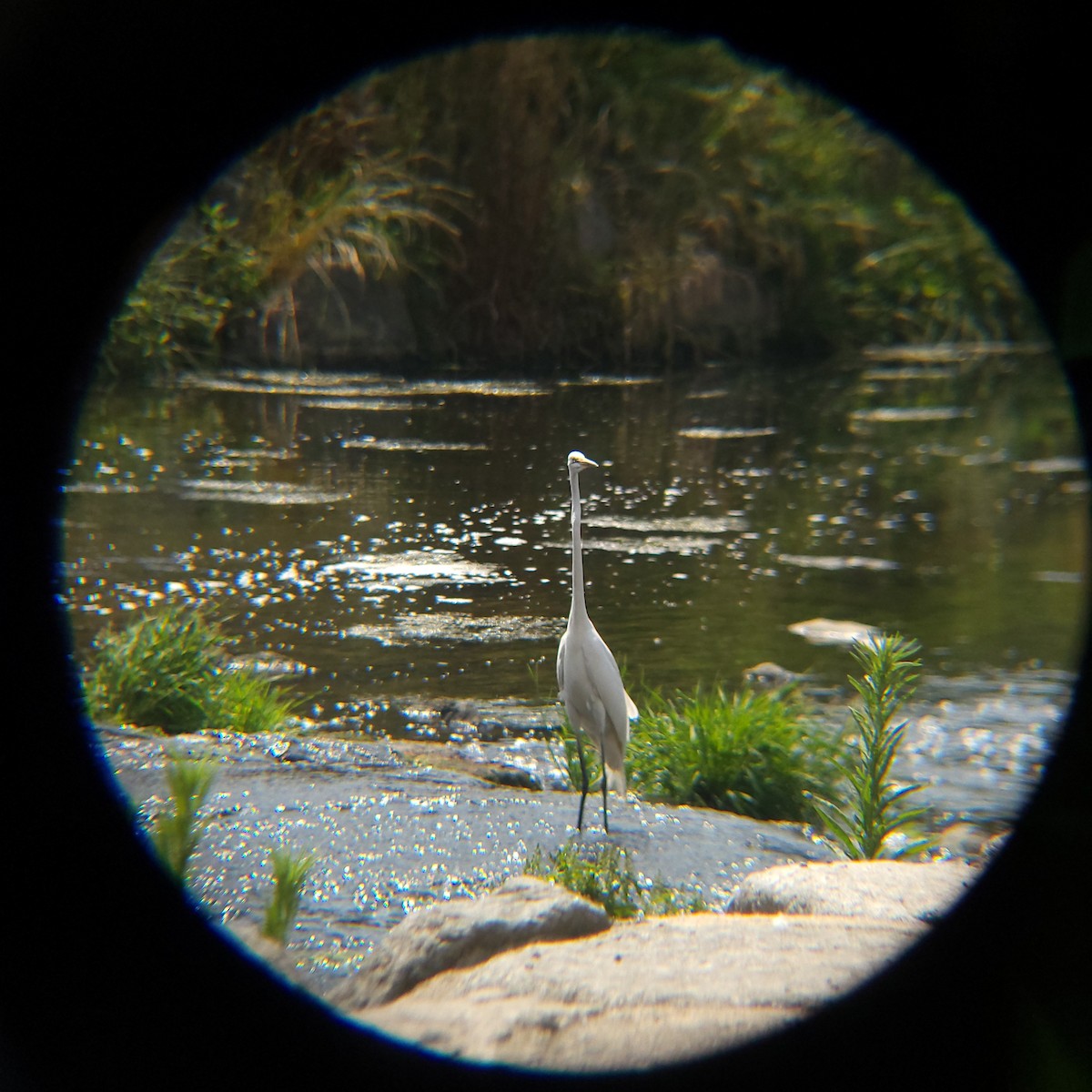 Medium Egret - ML637451695