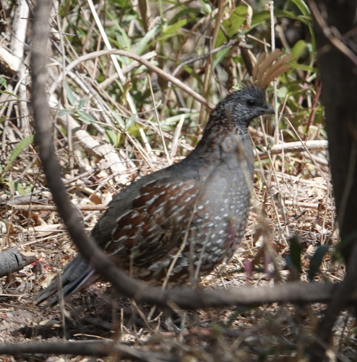 Elegant Quail - ML637451708