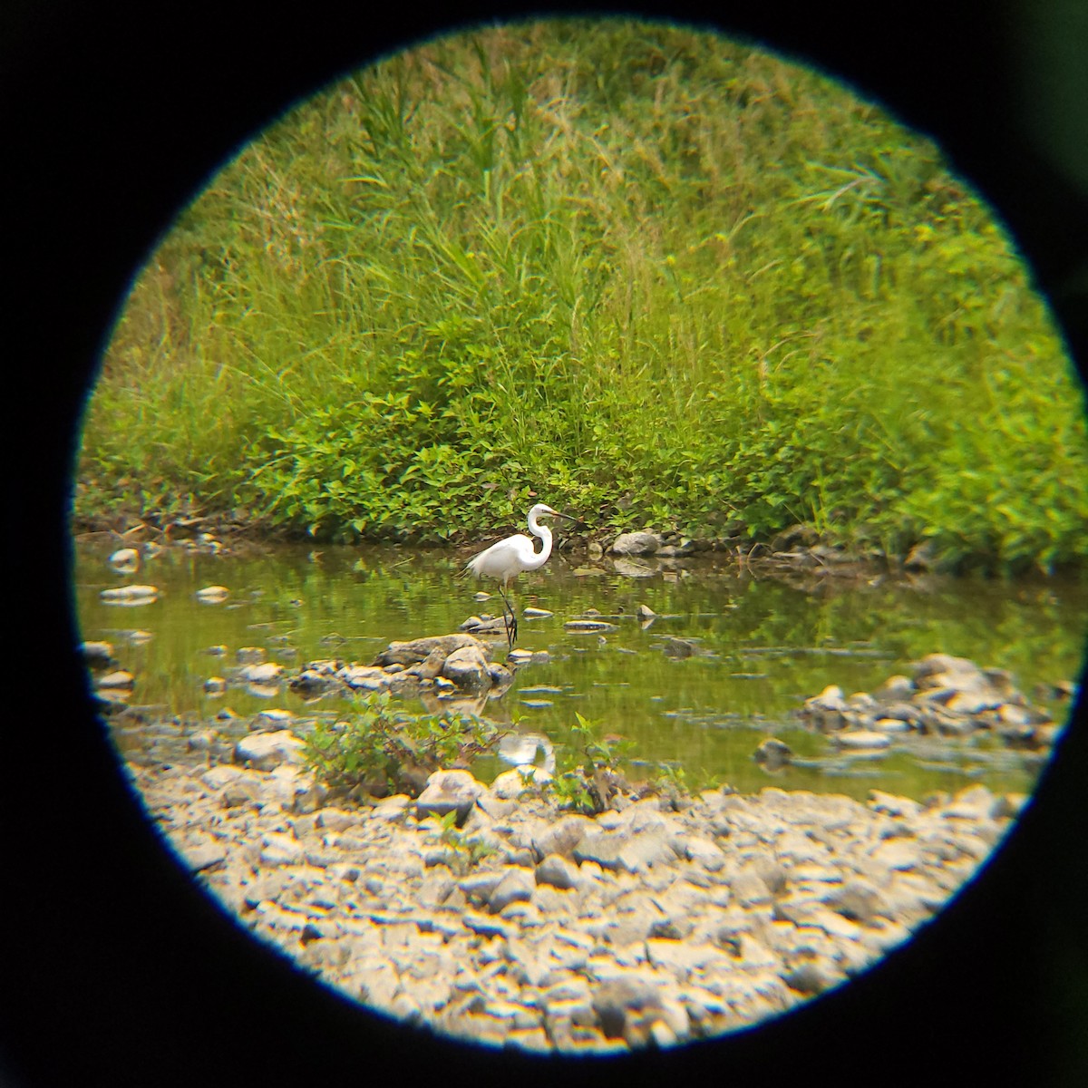 Medium Egret - ML637451732