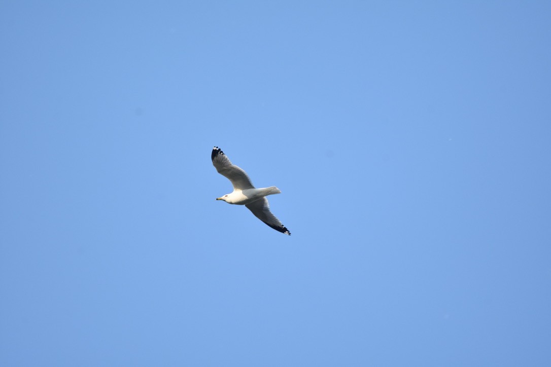 Ring-billed Gull - ML637451736