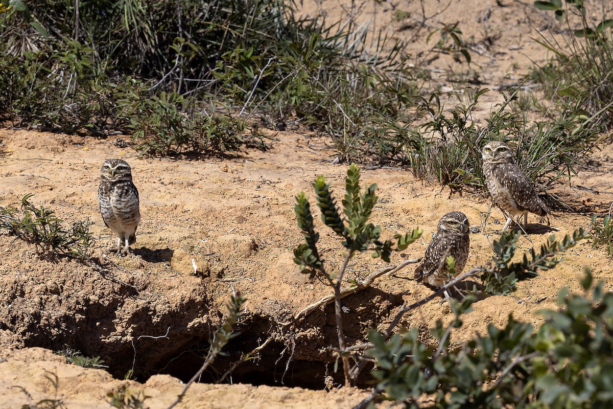 Burrowing Owl (grallaria) - ML637451740