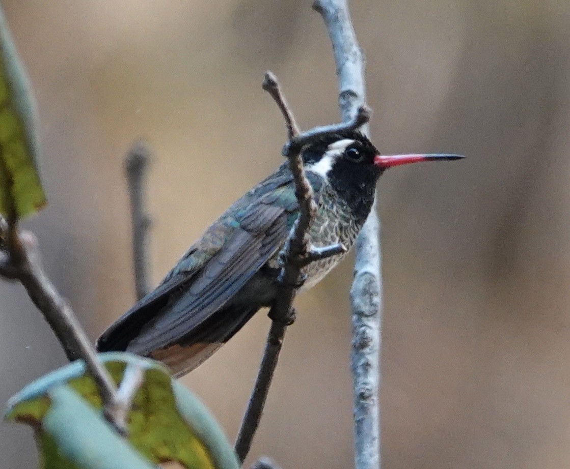 White-eared Hummingbird - ML637451758