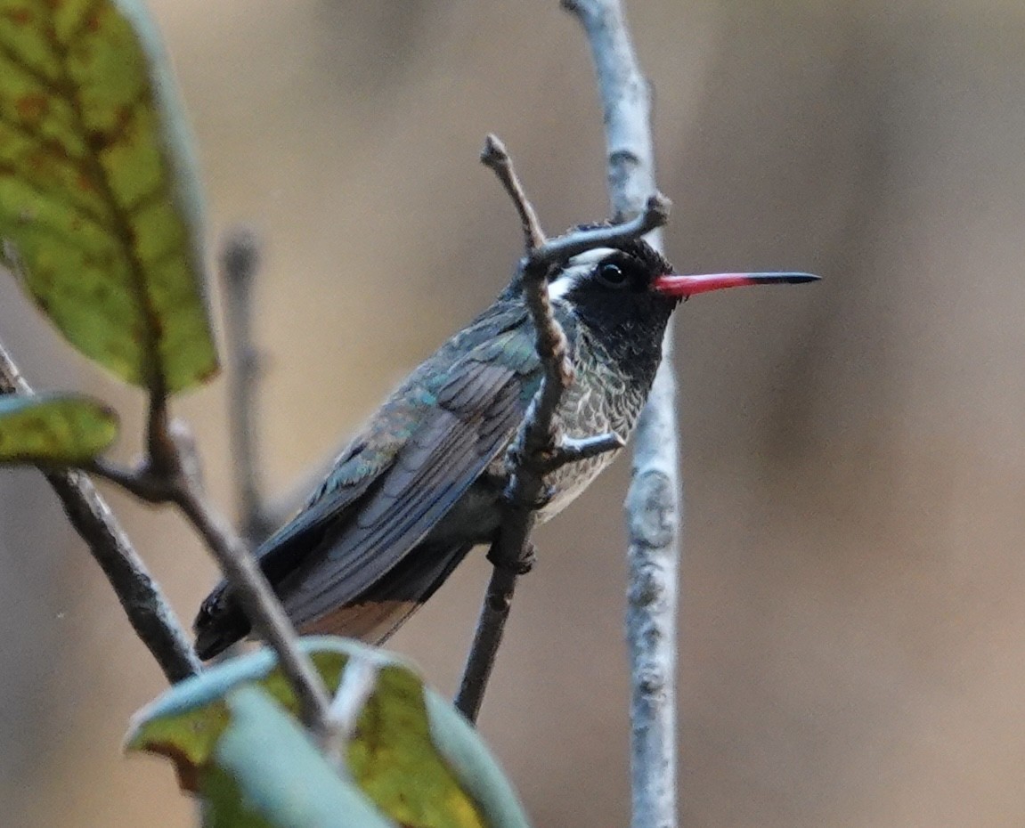 White-eared Hummingbird - ML637451759