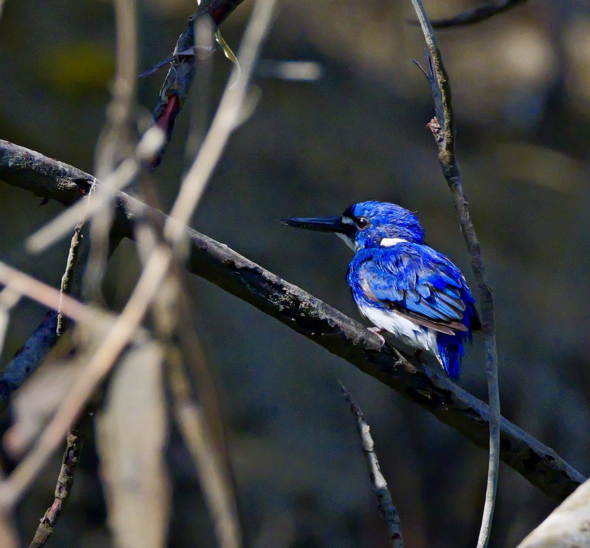 Little Kingfisher - ML637451842