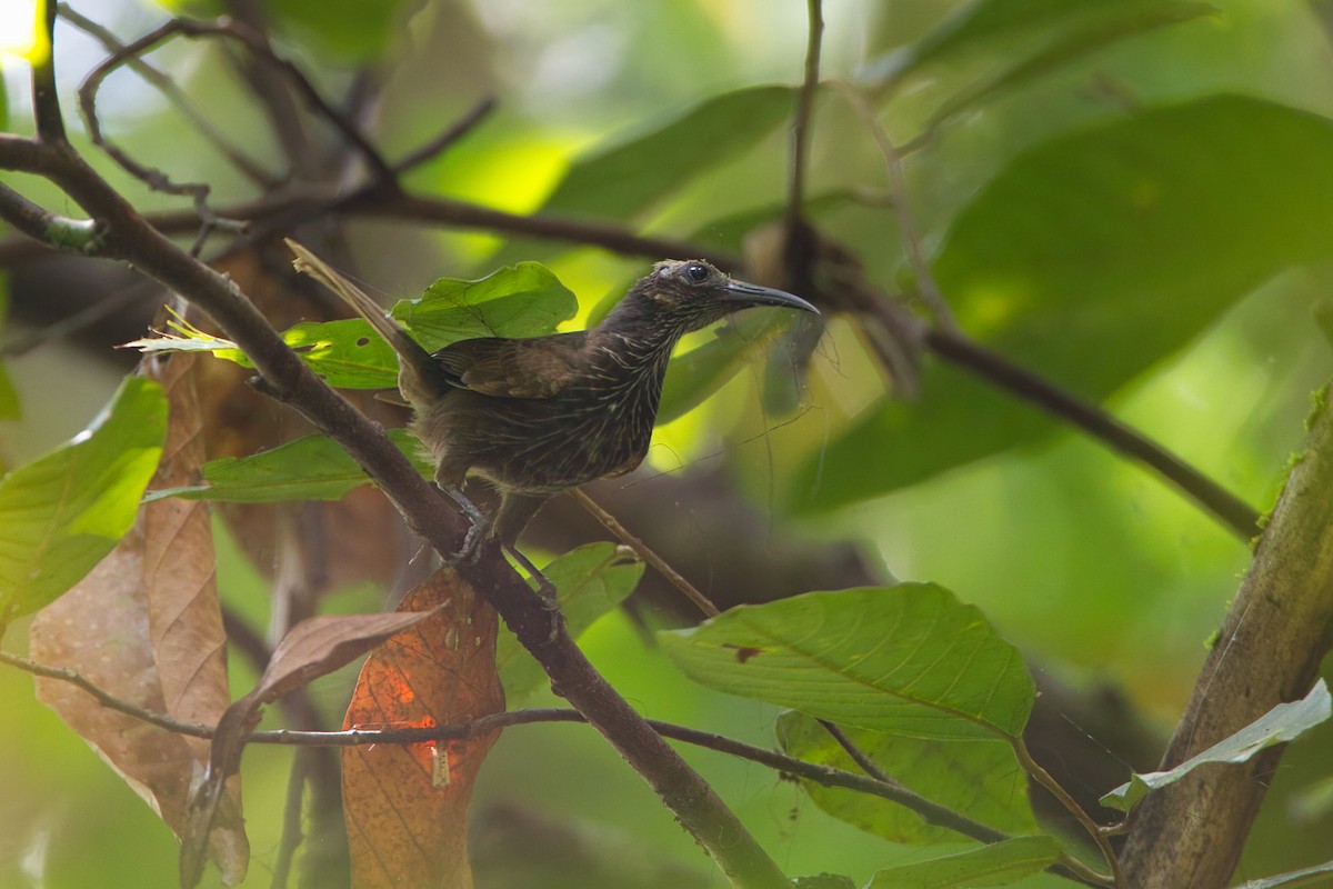 White-streaked Friarbird - ML637451845