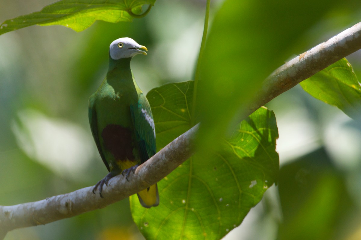 Gray-headed Fruit-Dove - ML637451852