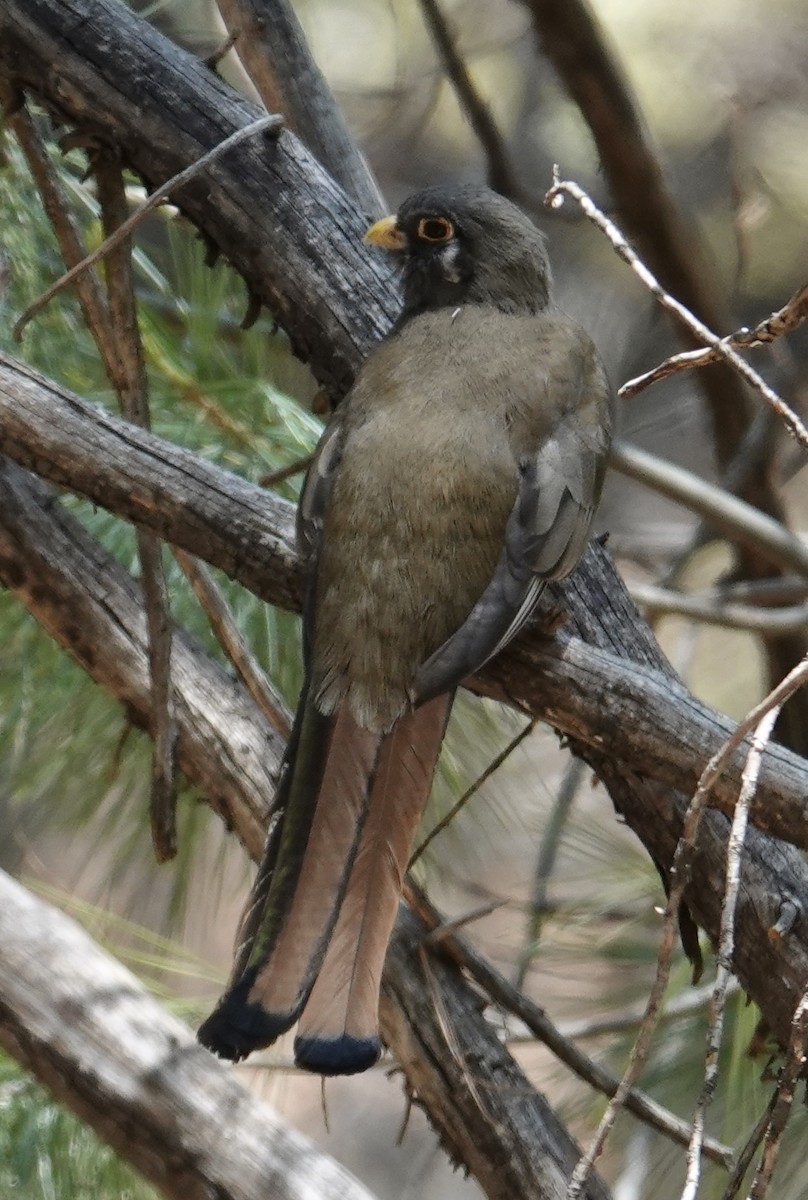Elegant Trogon (Coppery-tailed) - ML637451874
