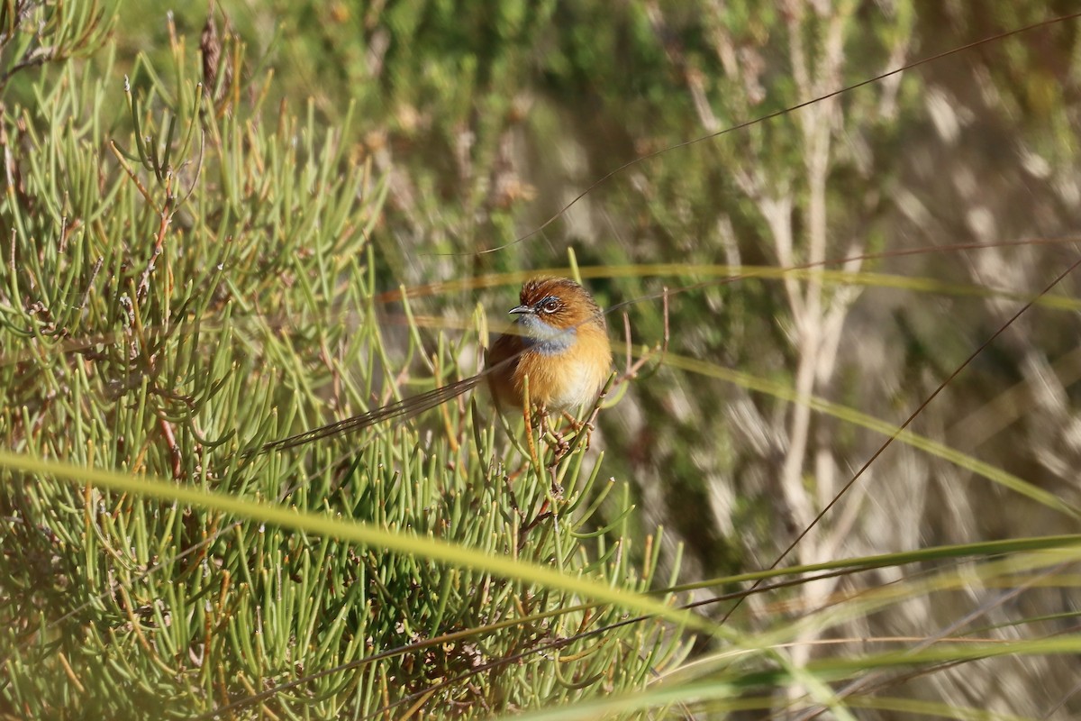 Southern Emuwren - ML637451894