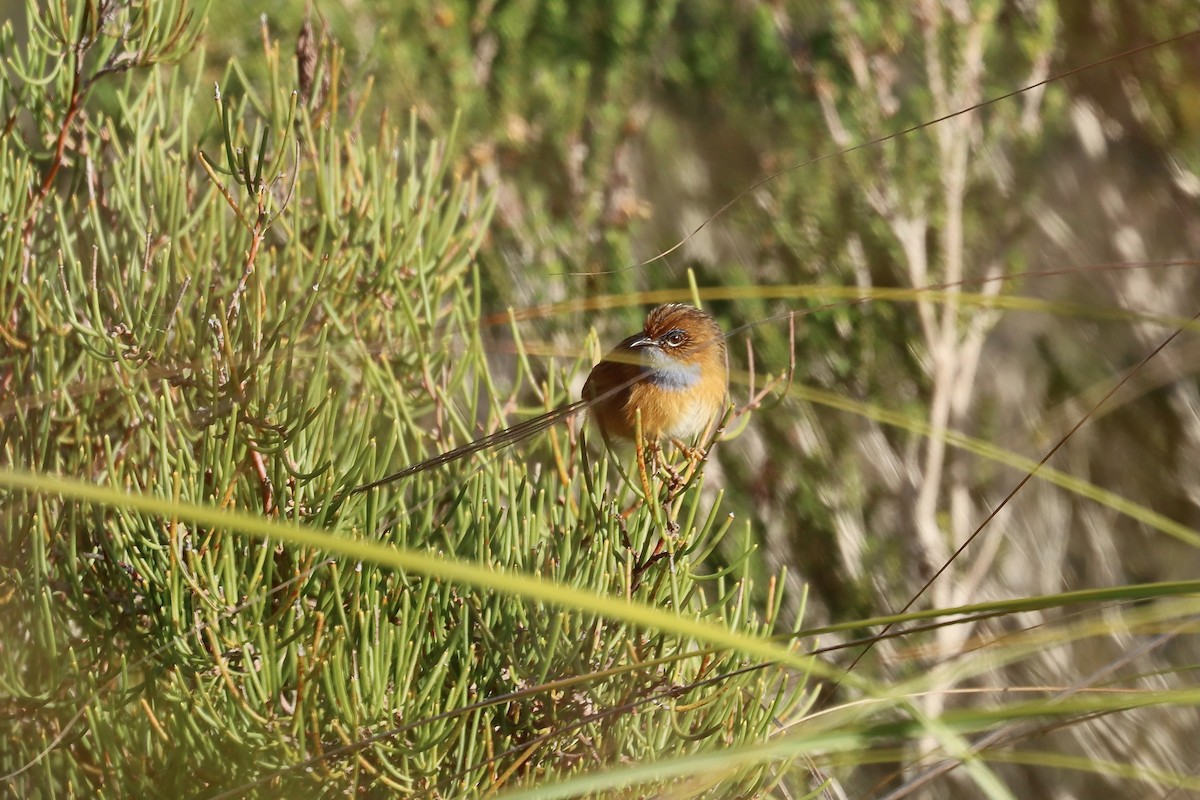 Southern Emuwren - ML637451895