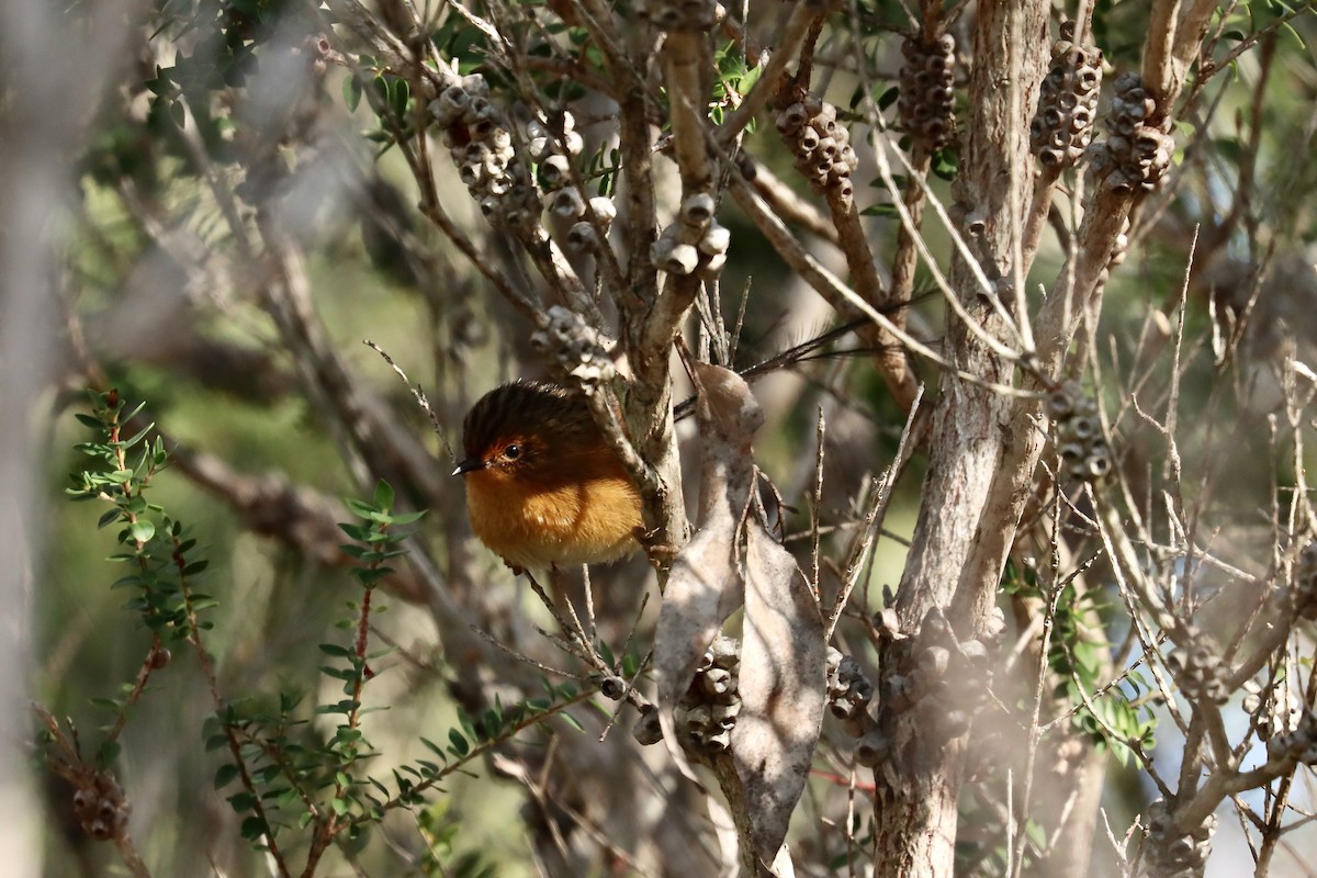Southern Emuwren - ML637451896