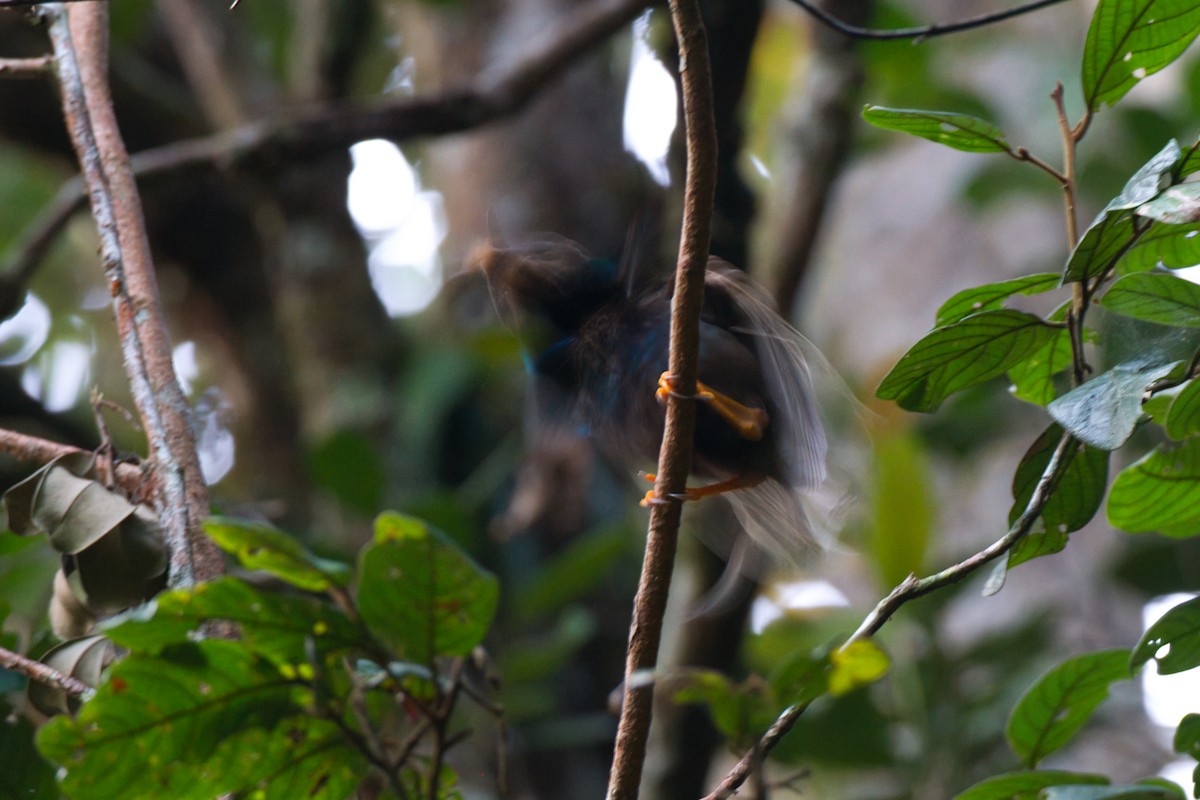 Standardwing Bird-of-Paradise - ML637451901
