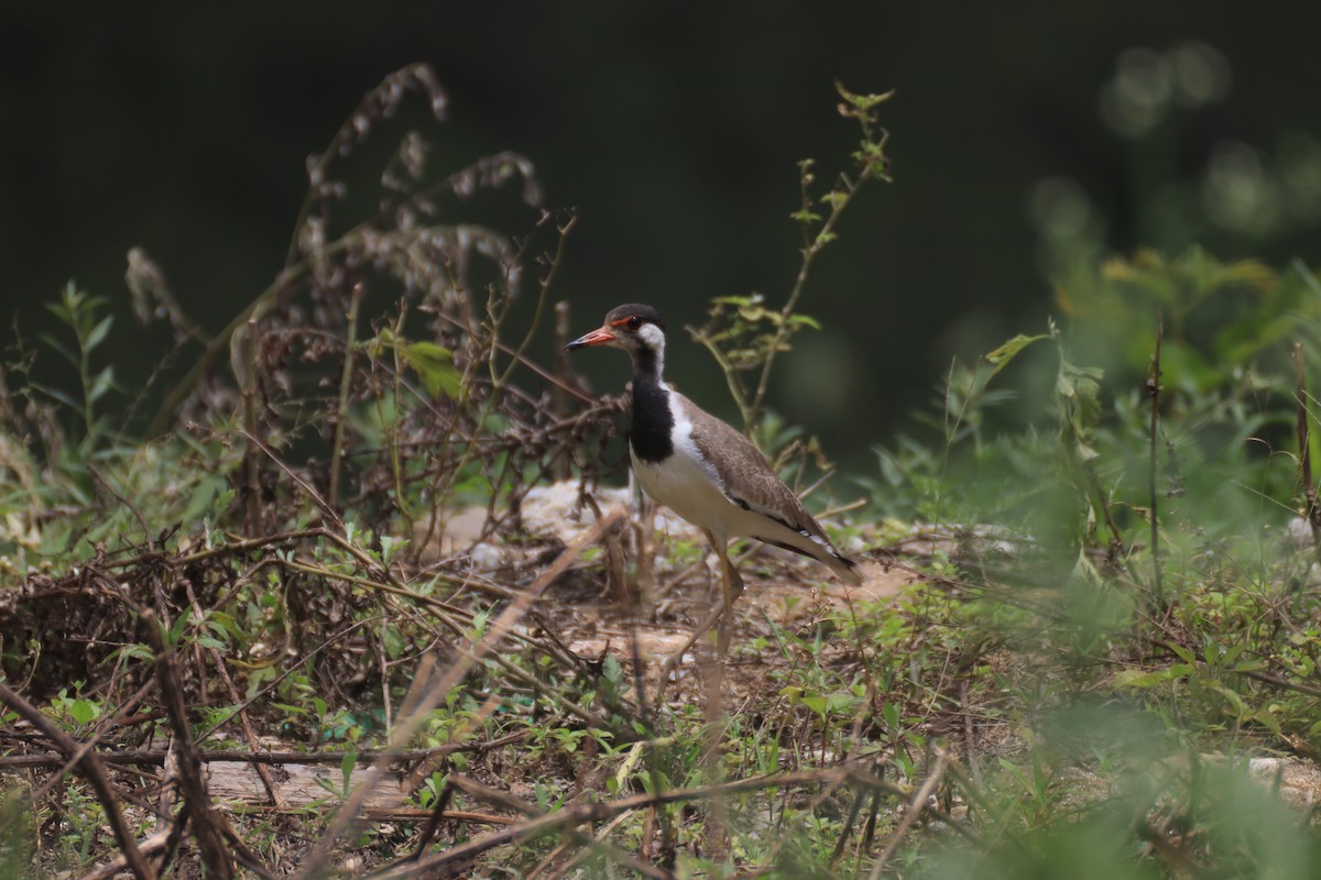 Red-wattled Lapwing - ML637451921