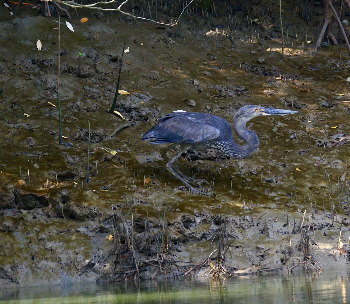 Great-billed Heron - ML637451935