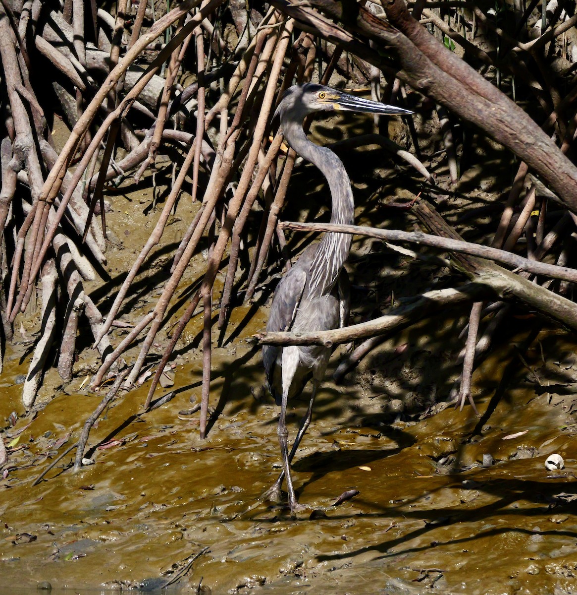 Great-billed Heron - ML637451936